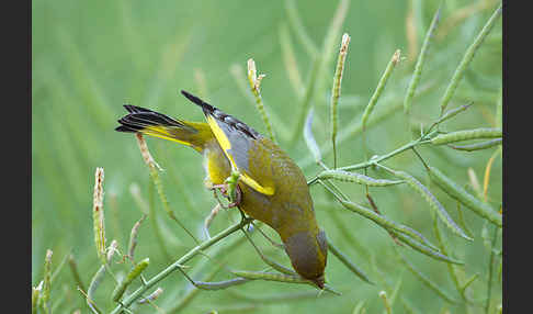 Grünfink (Carduelis chloris)