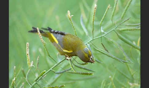 Grünfink (Carduelis chloris)