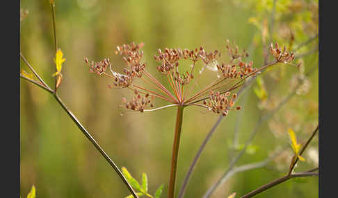 Kleine Bibernelle (Pimpinella saxifraga)