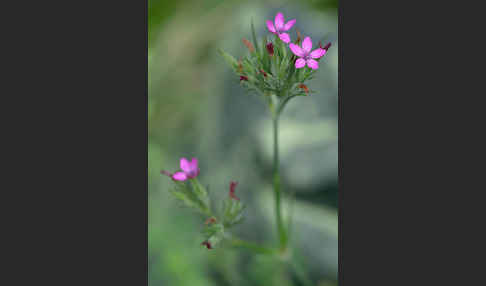Rauhe Nelke (Dianthus armeria)