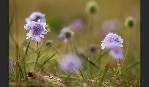 Tauben-Skabiose (Scabiosa columbaria)