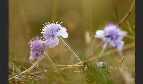 Tauben-Skabiose (Scabiosa columbaria)