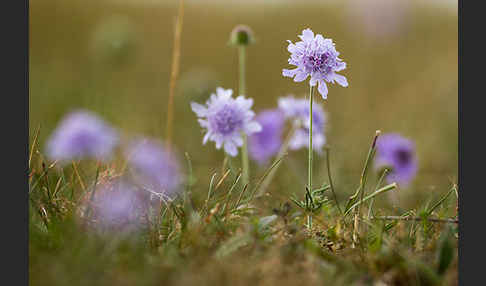 Tauben-Skabiose (Scabiosa columbaria)