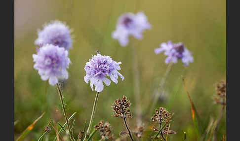 Tauben-Skabiose (Scabiosa columbaria)