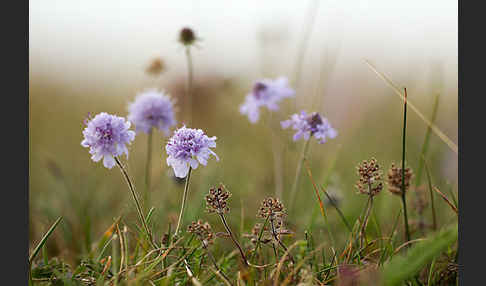 Tauben-Skabiose (Scabiosa columbaria)