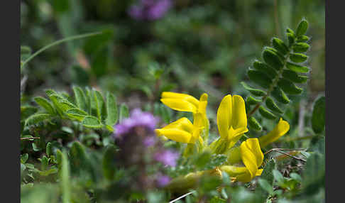 Stängelloser Tragant (Astragalus exscapus)