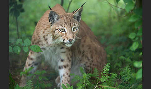 Luchs (Felis lynx)
