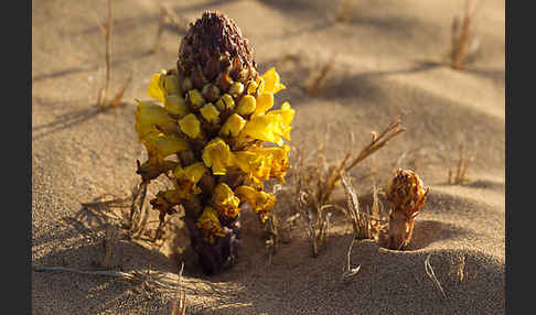 Gelbe Cistanche (Cistanche phelypaea)