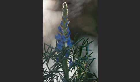Schmalblättrige Lupine (Lupinus angustifolius)