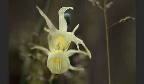 Engelstränen-Narzisse (Narcissus triandrus)