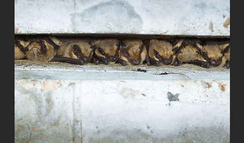 Isabell-Fledermaus (Eptesicus isabellinus)