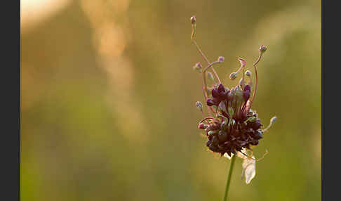 Schlangen-Lauch (Allium scorodoprasum)