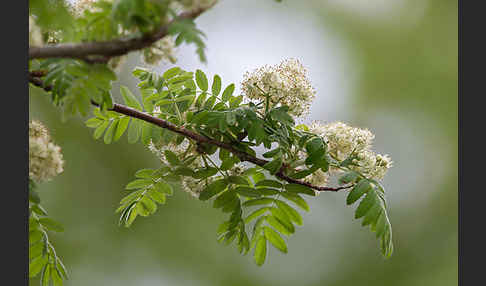 Speierling (Sorbus domestica)