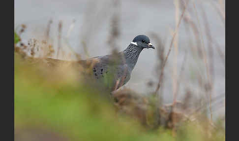 Weißringtaube (Columba albitorques)