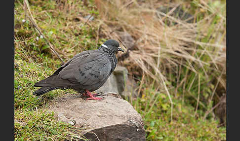 Weißringtaube (Columba albitorques)