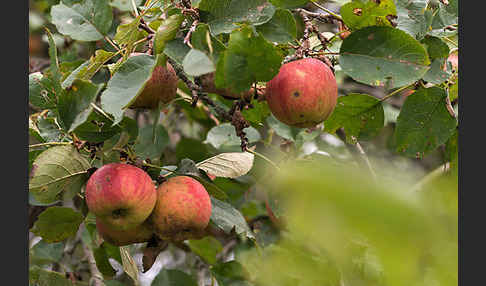 Kultur-Apfel (Malus domestica)