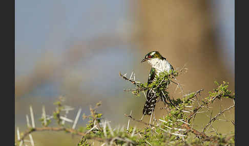 Goldkuckuck (Chrysococcyx caprius)