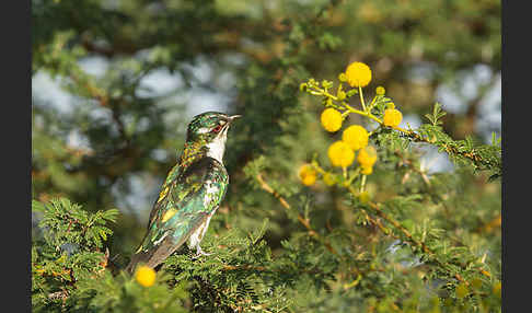 Goldkuckuck (Chrysococcyx caprius)