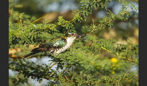 Goldkuckuck (Chrysococcyx caprius)