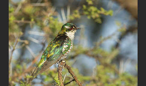 Goldkuckuck (Chrysococcyx caprius)