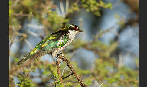 Goldkuckuck (Chrysococcyx caprius)