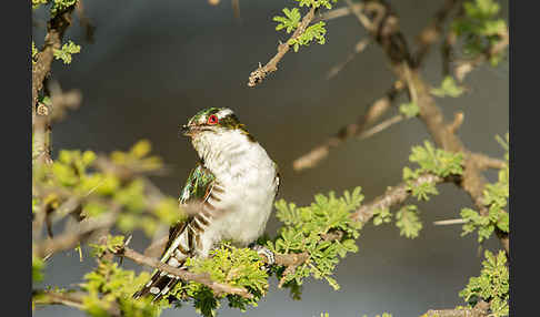 Goldkuckuck (Chrysococcyx caprius)