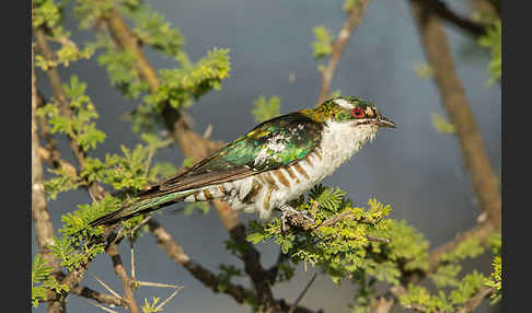 Goldkuckuck (Chrysococcyx caprius)