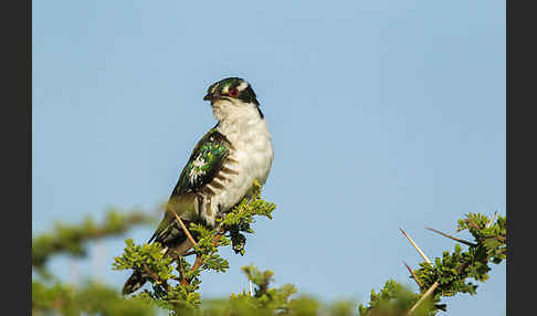 Goldkuckuck (Chrysococcyx caprius)