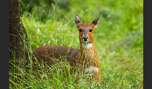 Menelik's Buschbock (Tragelaphus scriptus meneliki)