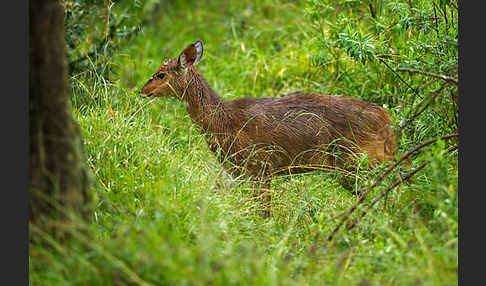 Menelik's Buschbock (Tragelaphus scriptus meneliki)