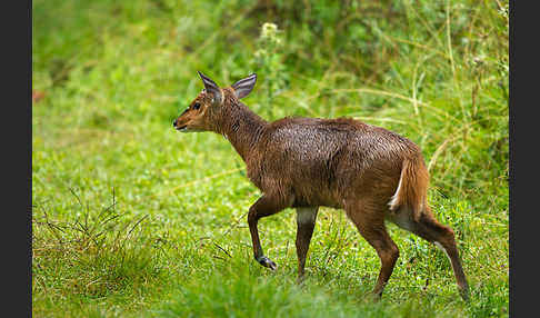 Menelik's Buschbock (Tragelaphus scriptus meneliki)