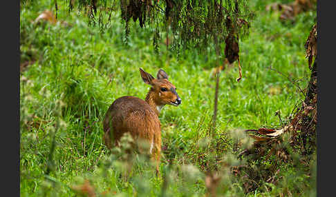 Menelik's Buschbock (Tragelaphus scriptus meneliki)