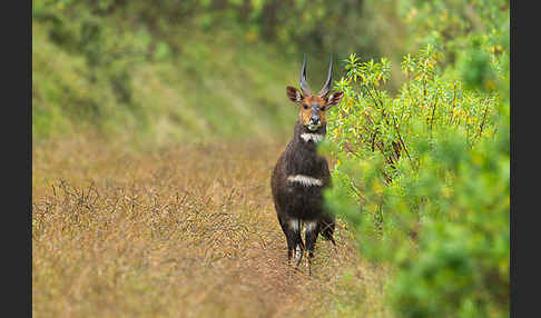 Menelik's Buschbock (Tragelaphus scriptus meneliki)