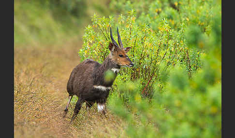 Menelik's Buschbock (Tragelaphus scriptus meneliki)