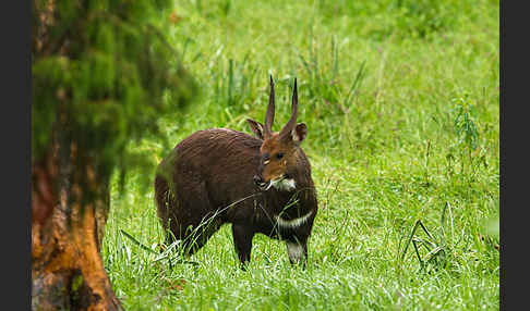 Menelik's Buschbock (Tragelaphus scriptus meneliki)