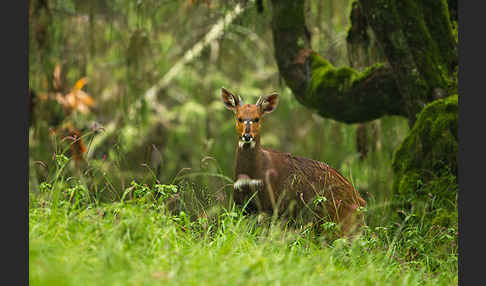 Menelik's Buschbock (Tragelaphus scriptus meneliki)