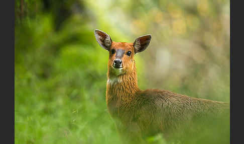 Menelik's Buschbock (Tragelaphus scriptus meneliki)