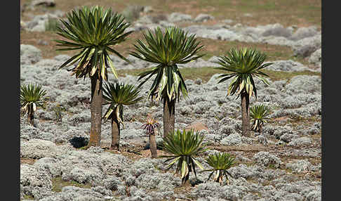 Äthiopischer Schopfrosettenbaum (Lobelia rhynchopetalum)