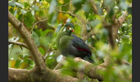 Weißohrturako (Tauraco leucotis)