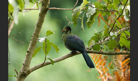 Weißohrturako (Tauraco leucotis)