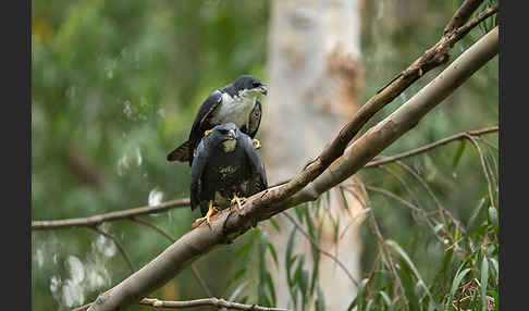 Mohrenhabicht (Accipiter melanoleucus)