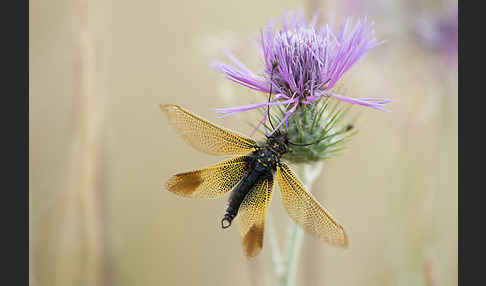 Schmetterlingshaft spec. (Libelloides baeticus)