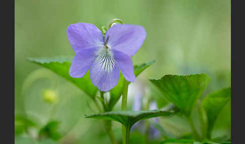 Wald-Veilchen (Viola reichenbachiana)