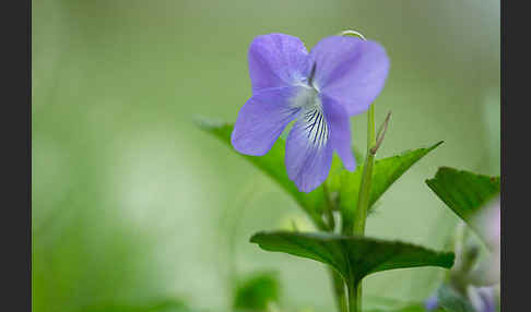 Wald-Veilchen (Viola reichenbachiana)