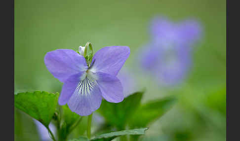 Wald-Veilchen (Viola reichenbachiana)