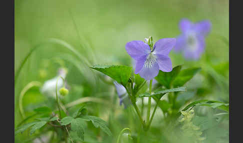 Wald-Veilchen (Viola reichenbachiana)