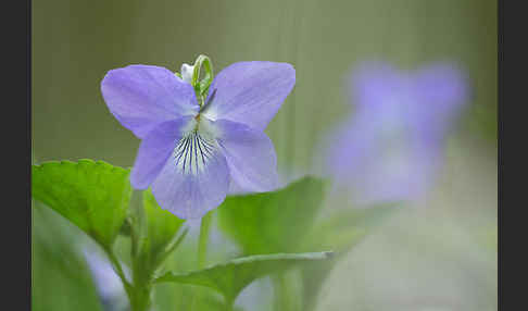 Wald-Veilchen (Viola reichenbachiana)