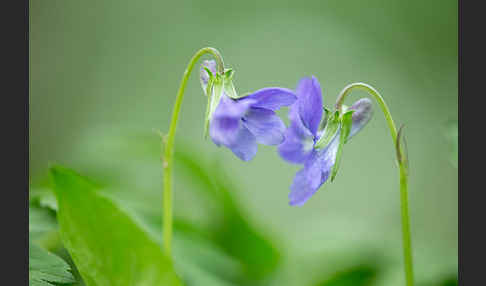 Wald-Veilchen (Viola reichenbachiana)