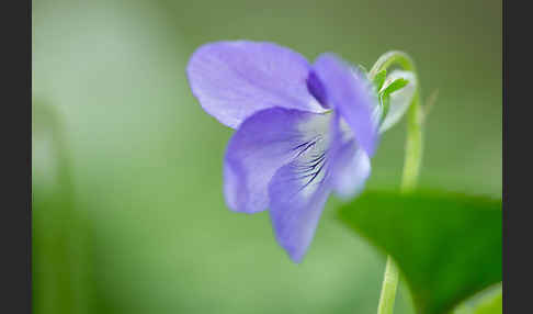 Wald-Veilchen (Viola reichenbachiana)