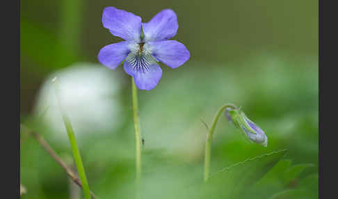 Wald-Veilchen (Viola reichenbachiana)